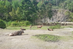 Cebu Safari park - Africká savana