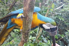 Cebu Safari park - Krmení papoušků