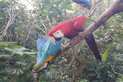 Cebu Safari park - Krmení papoušků