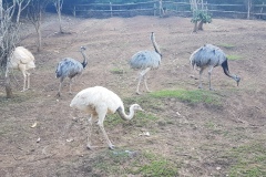 Cebu Safari park - Ptáci Emu